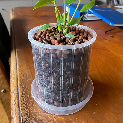 A houseplant in a clear pot showing a soilless potting mix.