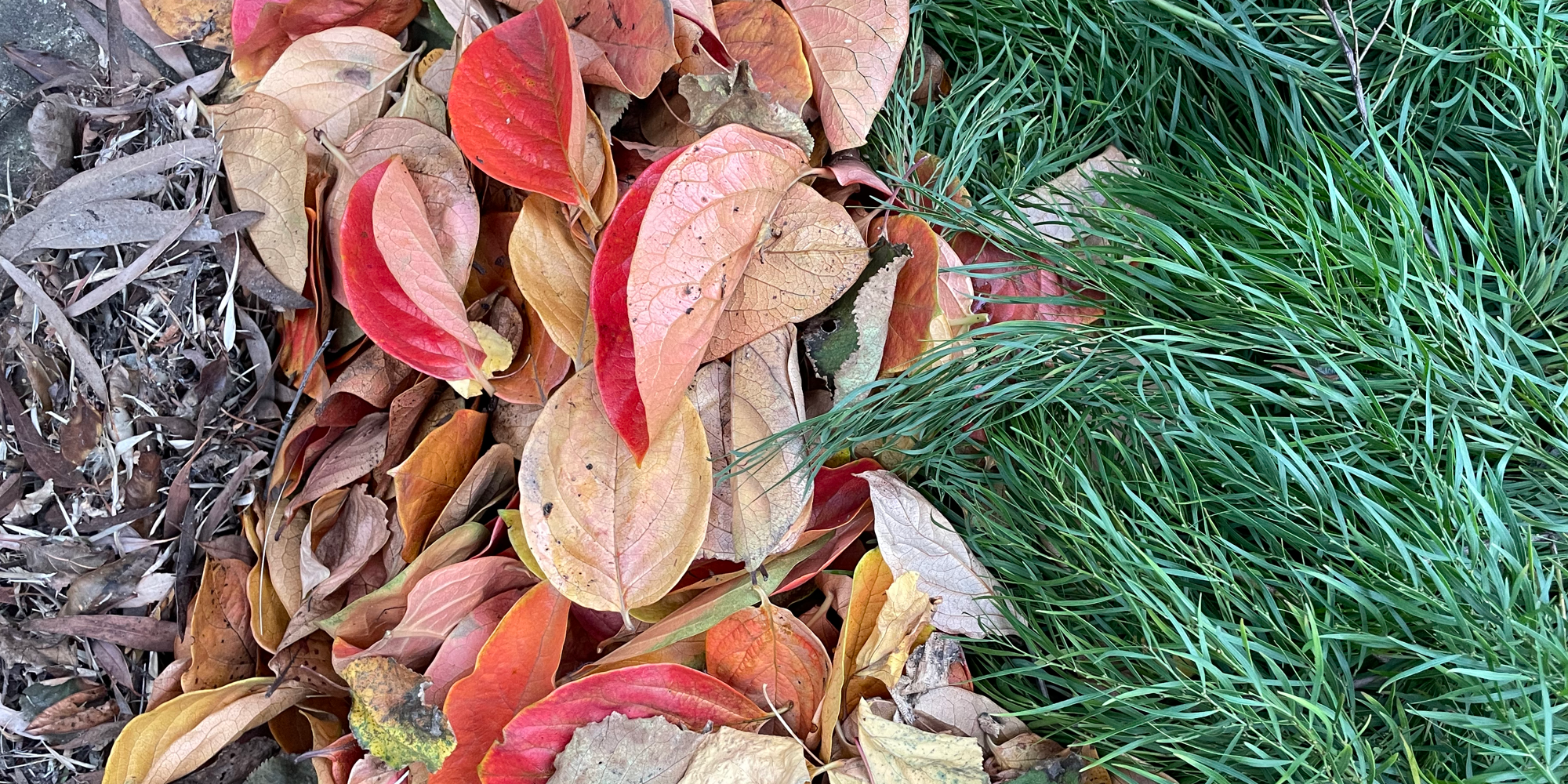 Pile of grass and leaves - carbon sources found in garden waste