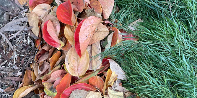 Pile of grass and leaves - carbon sources found in garden waste