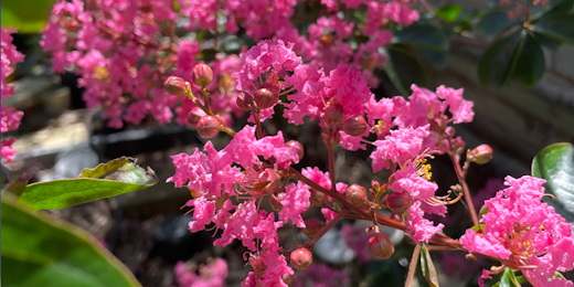 Vibrant pink flowers.