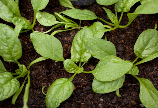 Plants sprouting out of the soil, covered in rain.