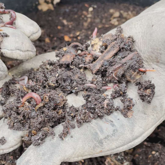 A handful of garden earthworms.