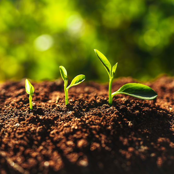 Three small shoots sprouting from the soil.