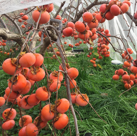 A bountiful harvest on a persimmon tree.