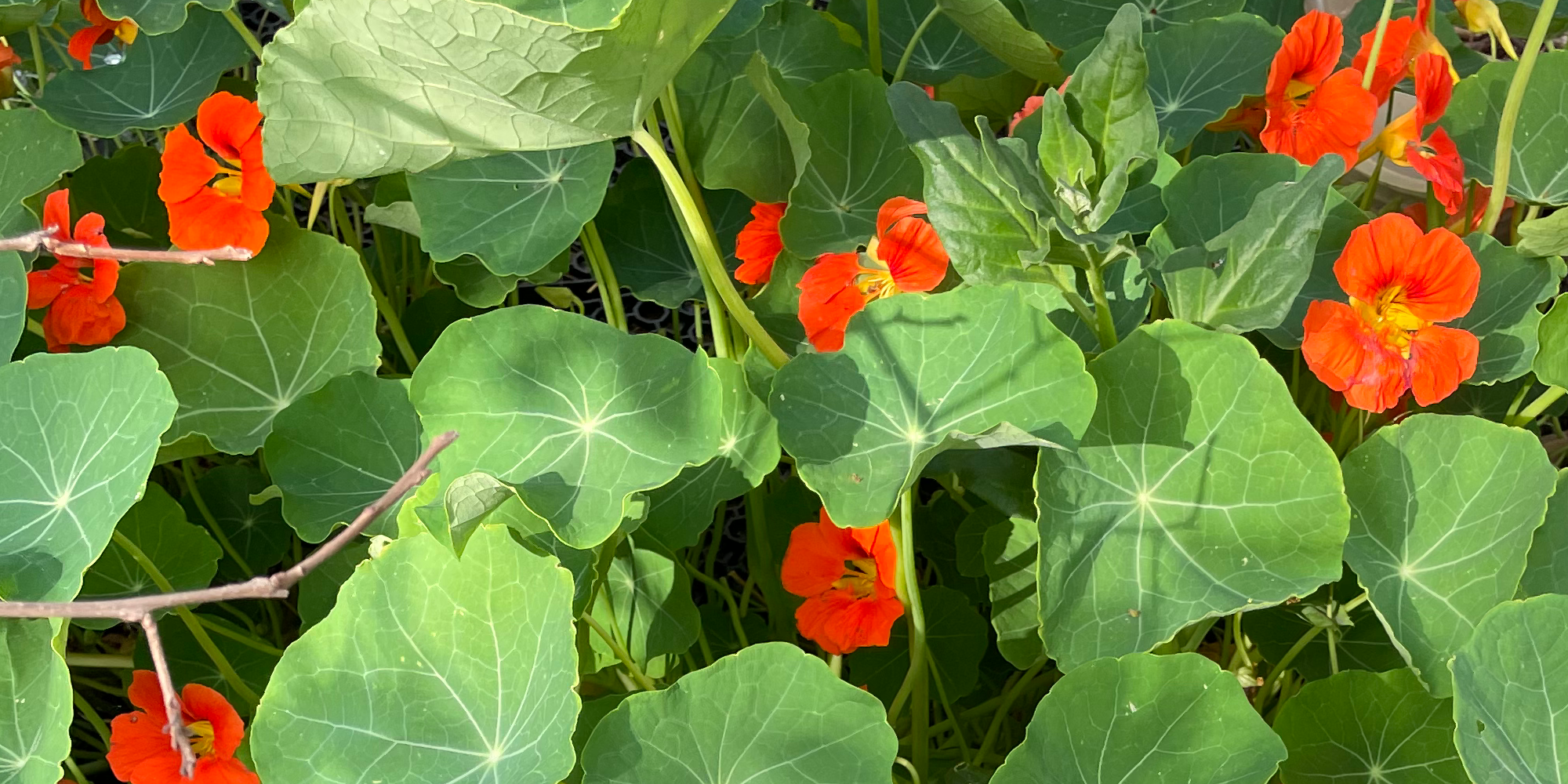 Red flowers interspersed amongst green flowers.