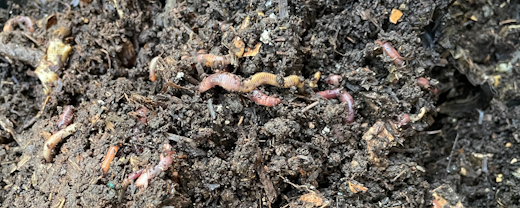 Garden earthworms buried in compost.