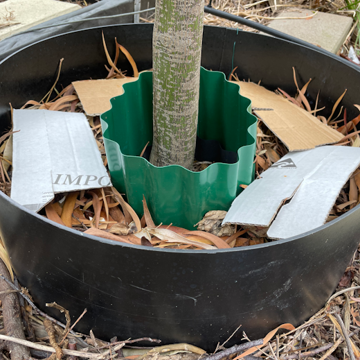 A compost pop-up set up around a small tree.