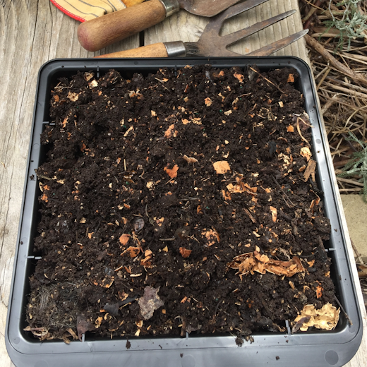 A tray full of compost solids harvested from Bioverter.