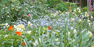 Numerous flowers growing in a garden
